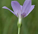 Catchfly prairie gentain